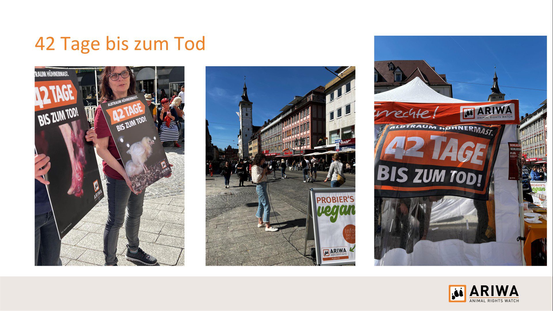 Präsentationsfolie „42 Tage bis zum Tod": Drei Fotos der ARIWA-Aktionsreihe zur Hühnermast in der Würzburger Innenstadt. Aktivist:in hält großes Plakat „Albtraum Hühnermast – 42 Tage bis zum Tod!" mit Bild eines Kükens. Infostand mit gleichnamigem Banner am Marktplatz.