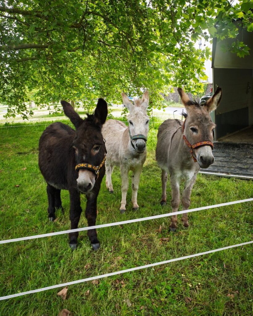 Drei Miniaturesel – ein dunkelbrauner, ein weißgrauer und ein hellgrauer – stehen nebeneinander auf einer Wiese unter einem Laubbaum. Alle tragen bunte Halfter. Im Hintergrund ein Pferdeanhänger.