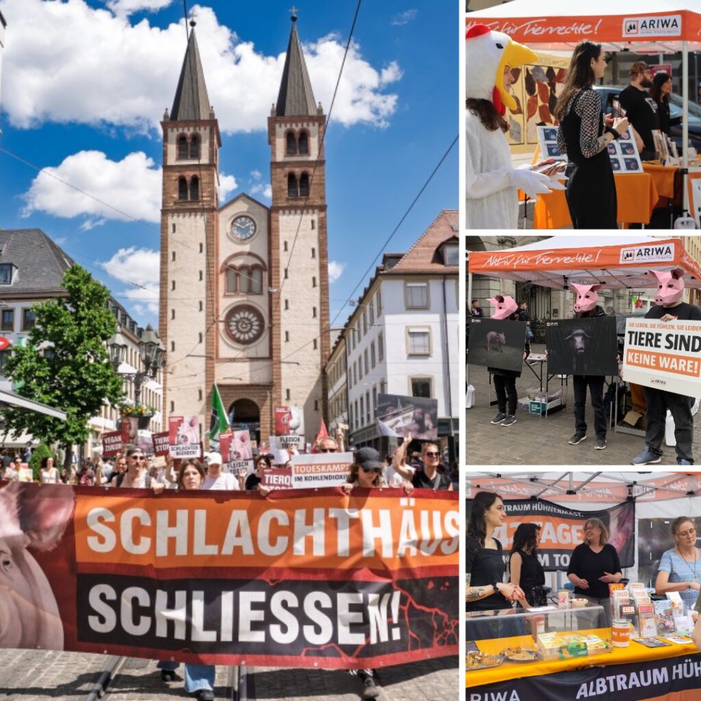 Bildcollage mit vier Fotos von ARIWA Animal Rights Watch Würzburg. Links: Demo in der Würzburger Innenstadt vor dem Kiliansdom, Demonstrierende tragen ein großes Banner „Schlachthäuser schließen!" mit Schweinefoto sowie weitere Schilder. Oben rechts: Aktivistin im Hühnerkostüm im Gespräch mit einer Passantin am ARIWA-Infostand. Mitte rechts: Drei Aktivist:innen mit pinken Schweinemasken halten Tierfotos und ein Schild „Tiere sind keine Ware!" vor dem ARIWA-Pavillon. Unten rechts: Infostand mit Banner „Albtraum Hühnermast" und gelbem Tisch mit veganen Kostproben und Infomaterialien, drei Aktivistinnen im Gespräch. Tierrechts-Aktivismus in Würzburg – das ist ARIWA. Ob Infostände, Mahnwachen oder kreative Arbeit hinter den Kulissen: Bei uns kannst du dich so einbringen, wie es zu dir passt. Schau dir unsere aktuellen Aktionen & Termine an oder lies mehr über uns.
Tierrechts-Aktivismus Würzburg.